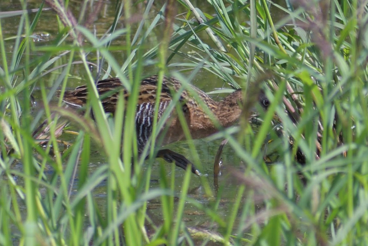 Королевский пастушок - ML644813823