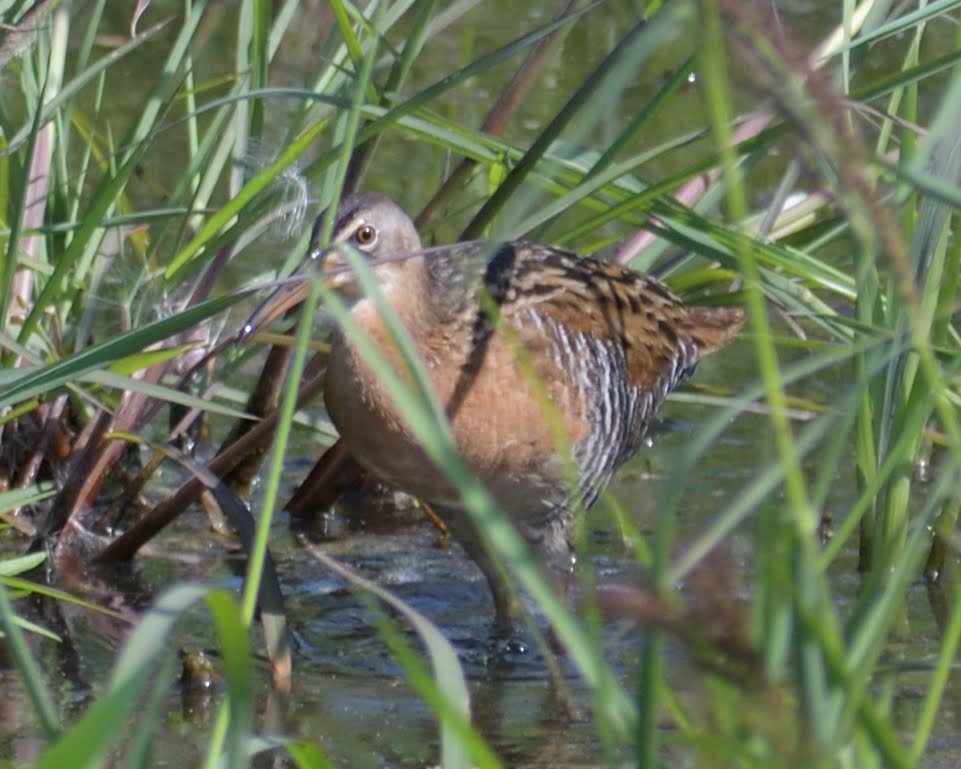 Королевский пастушок - ML644813824