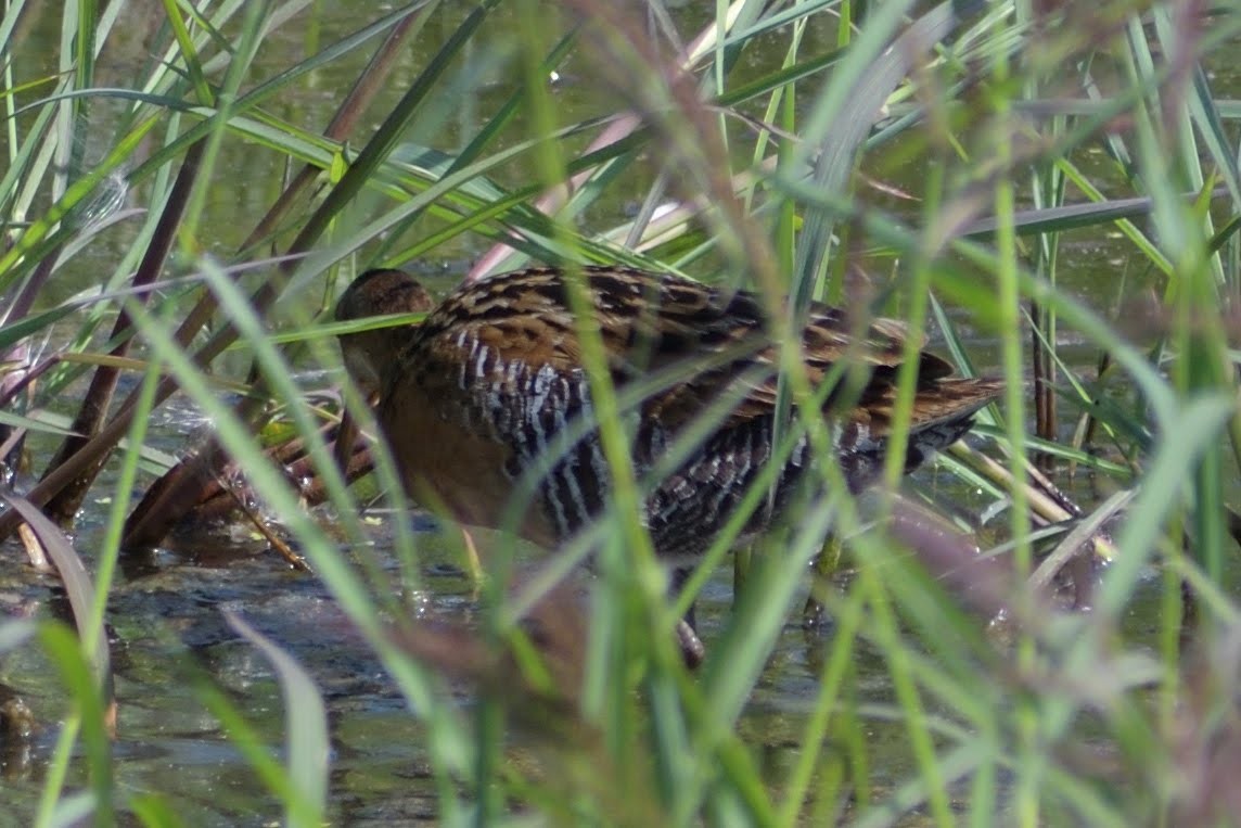 Королевский пастушок - ML644813825