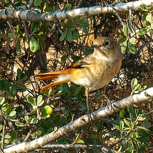Common Redstart - ML644813826