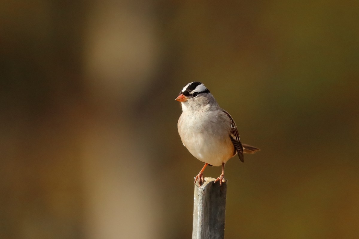 White-crowned Sparrow - ML644813827