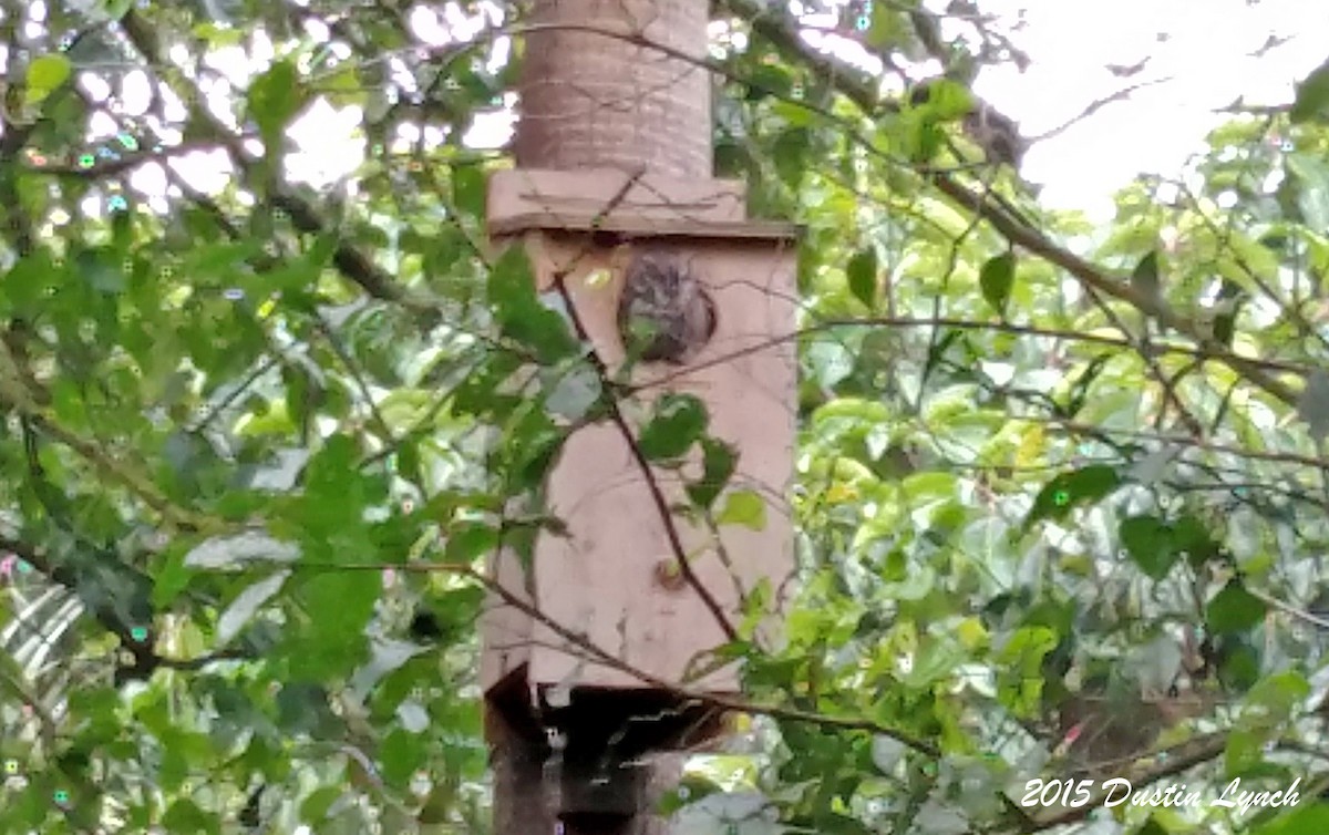 Eastern Screech-Owl - ML644813831