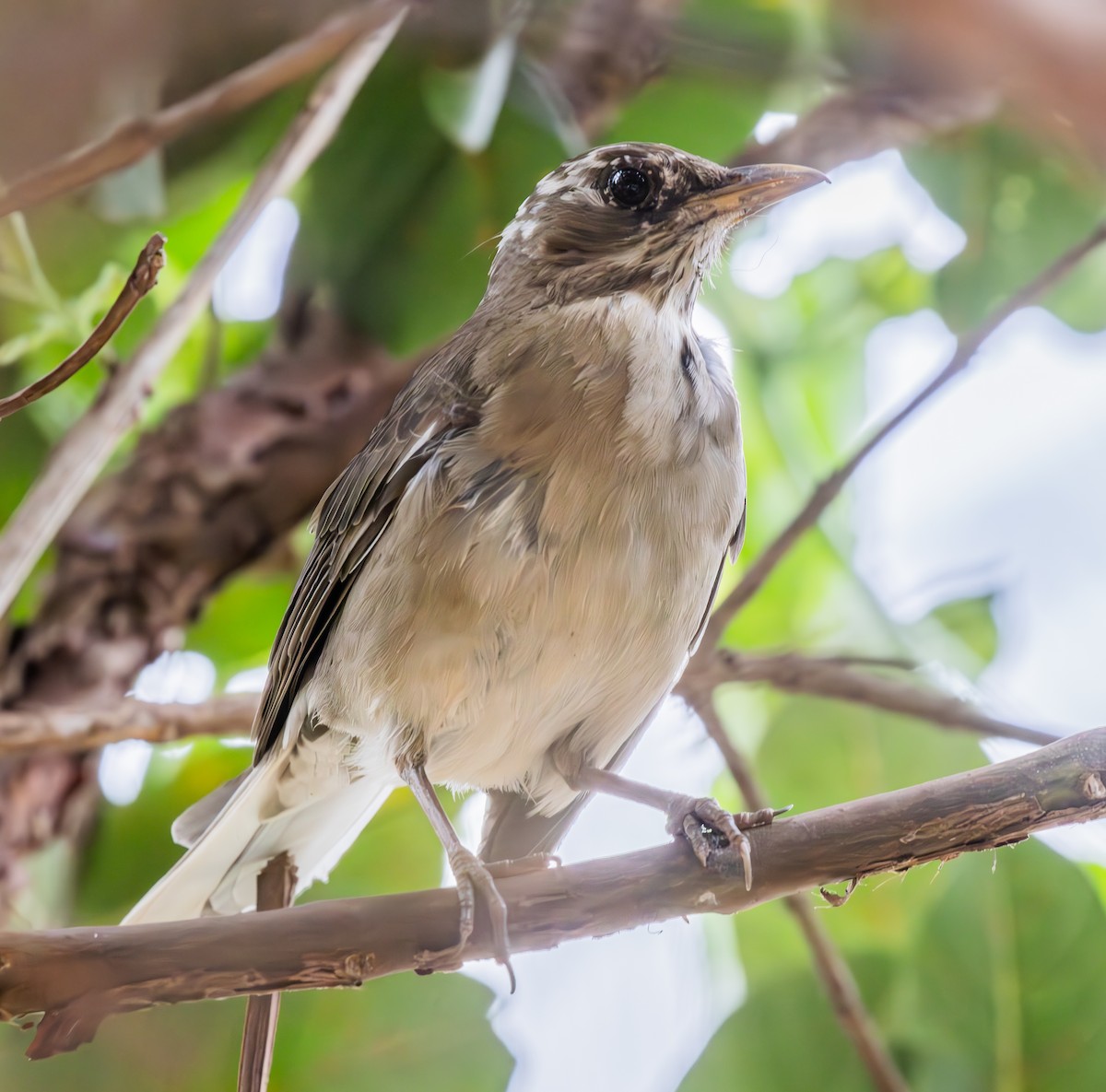 Creamy-bellied Thrush - ML644813834