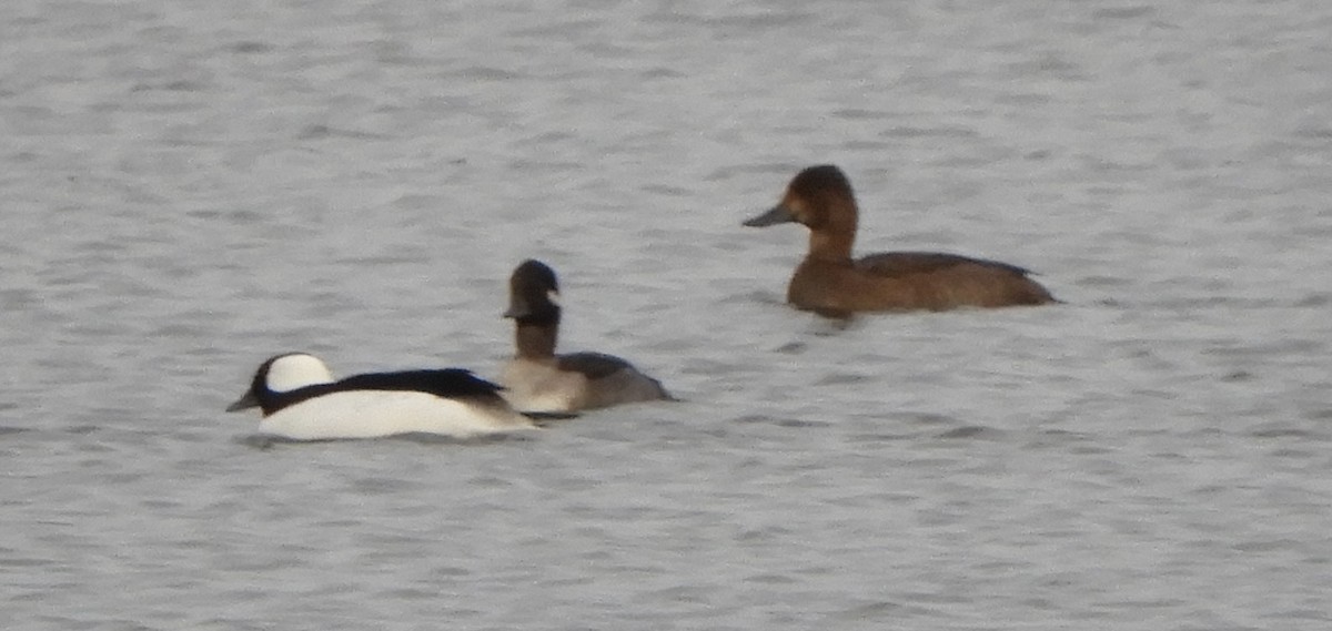 Aythya sp. - ML644813838