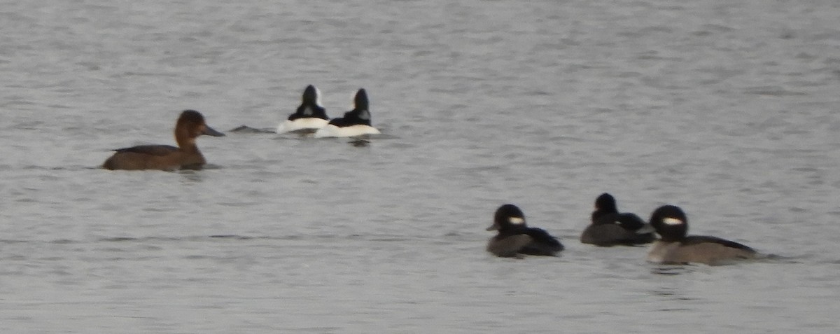 Aythya sp. - ML644813839