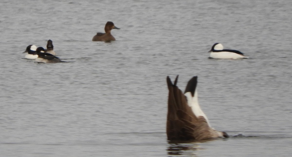 Aythya sp. - ML644813840