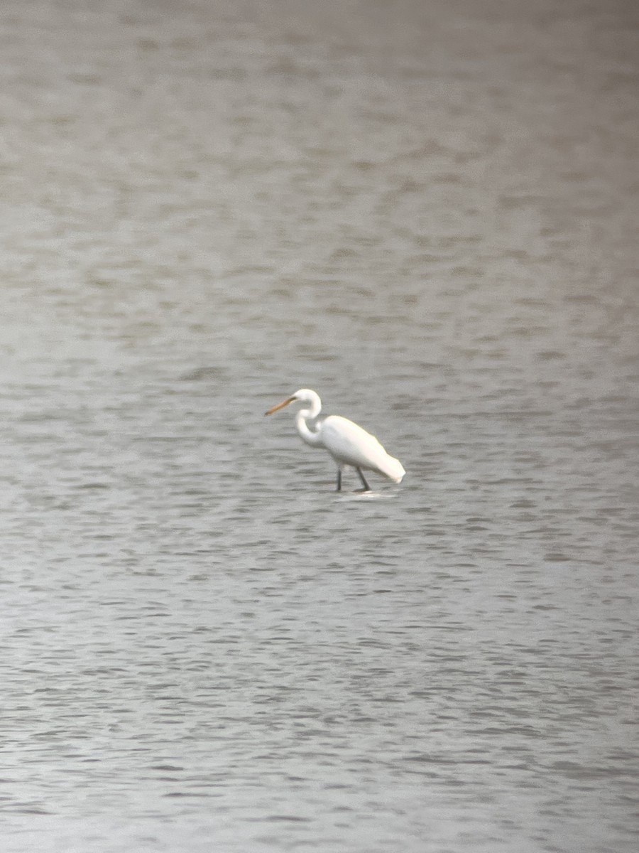 Great Egret - ML644813841