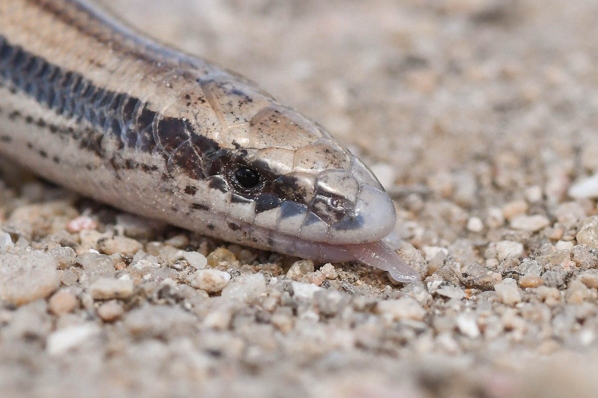 Latast's Snake Skink - ML644813842