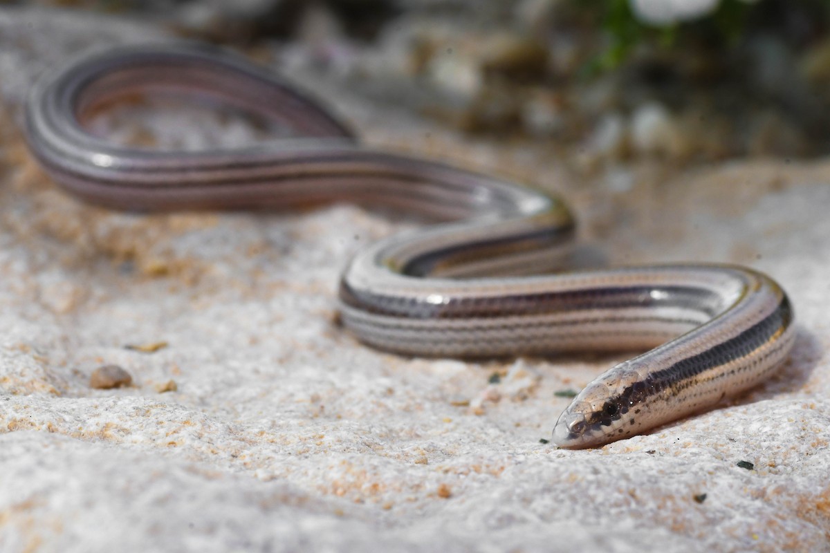 Animals - ML644813843