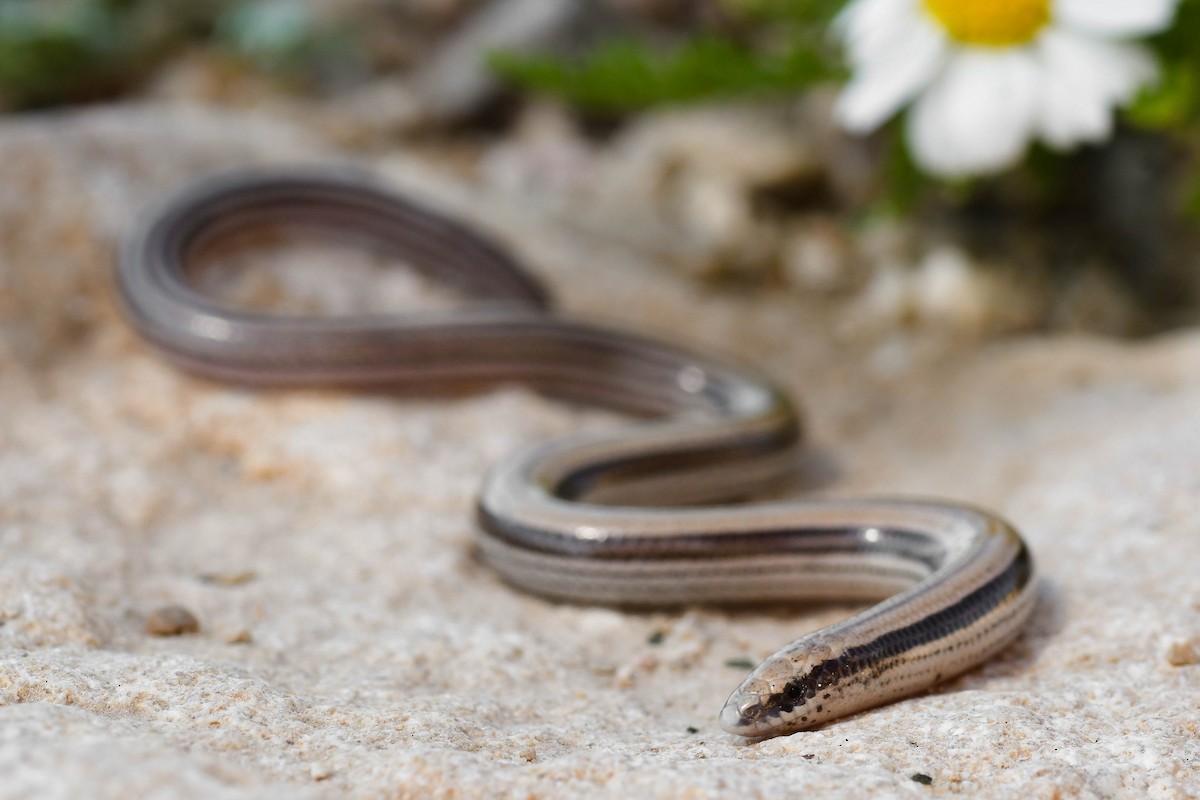 Animals - ML644813844