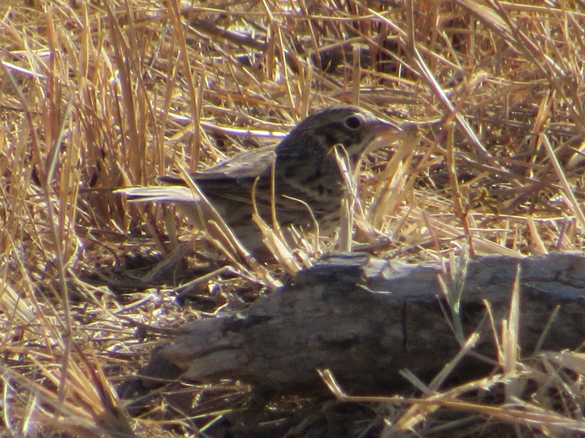 Grasshopper Sparrow - ML644813845