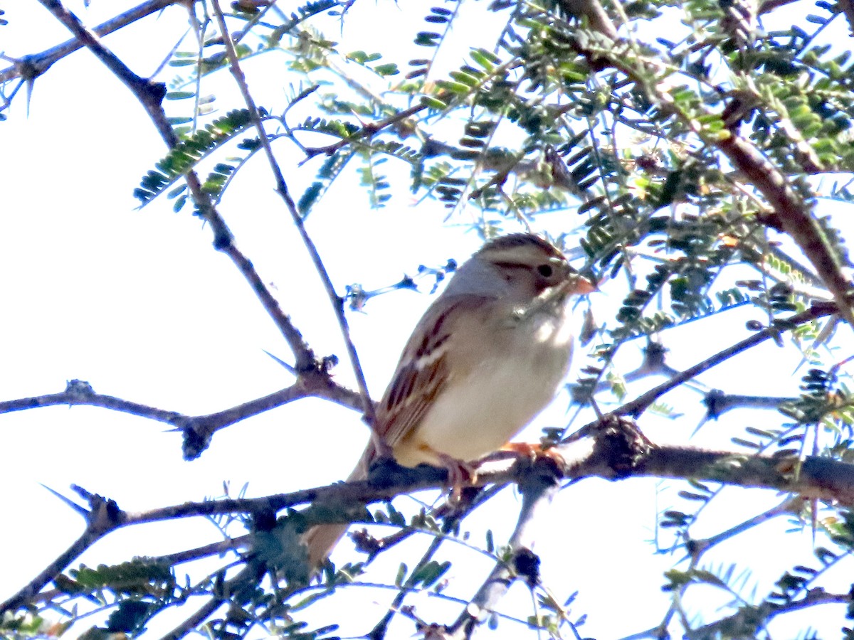 Clay-colored Sparrow - ML644813847
