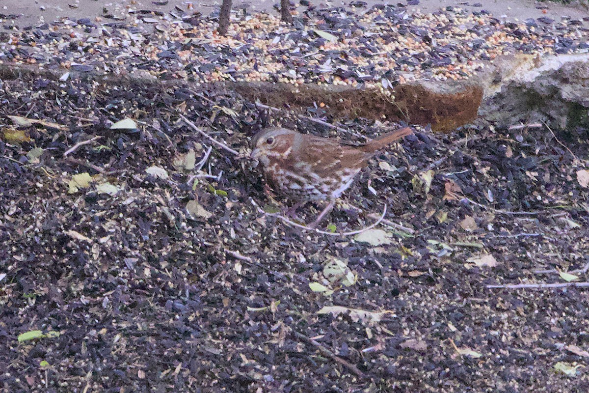 Fox Sparrow - ML644813848