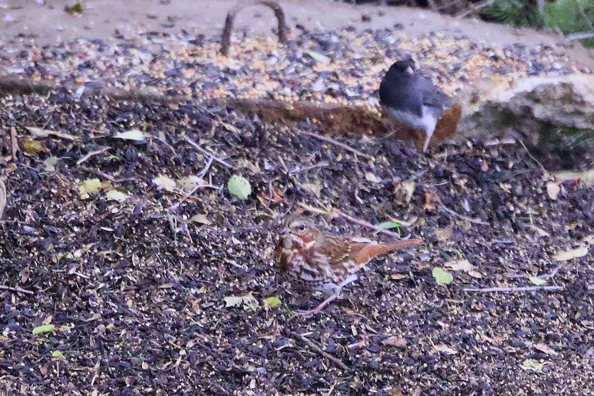 Fox Sparrow - ML644813849