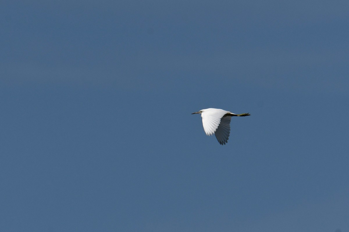 Little Blue Heron - ML644813851
