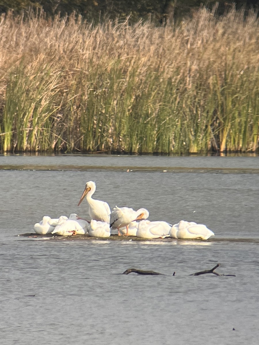 American White Pelican - ML644813852