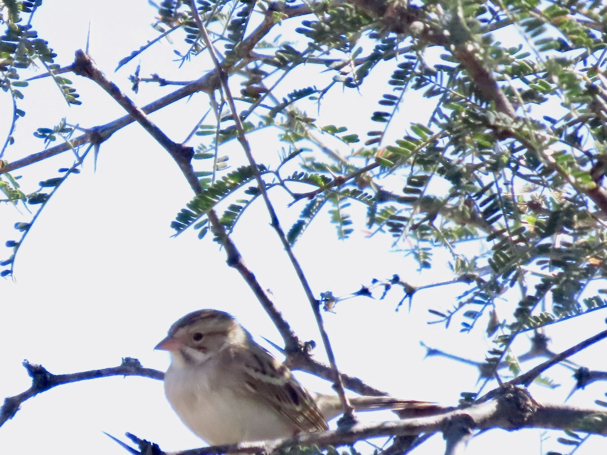 Clay-colored Sparrow - ML644813854