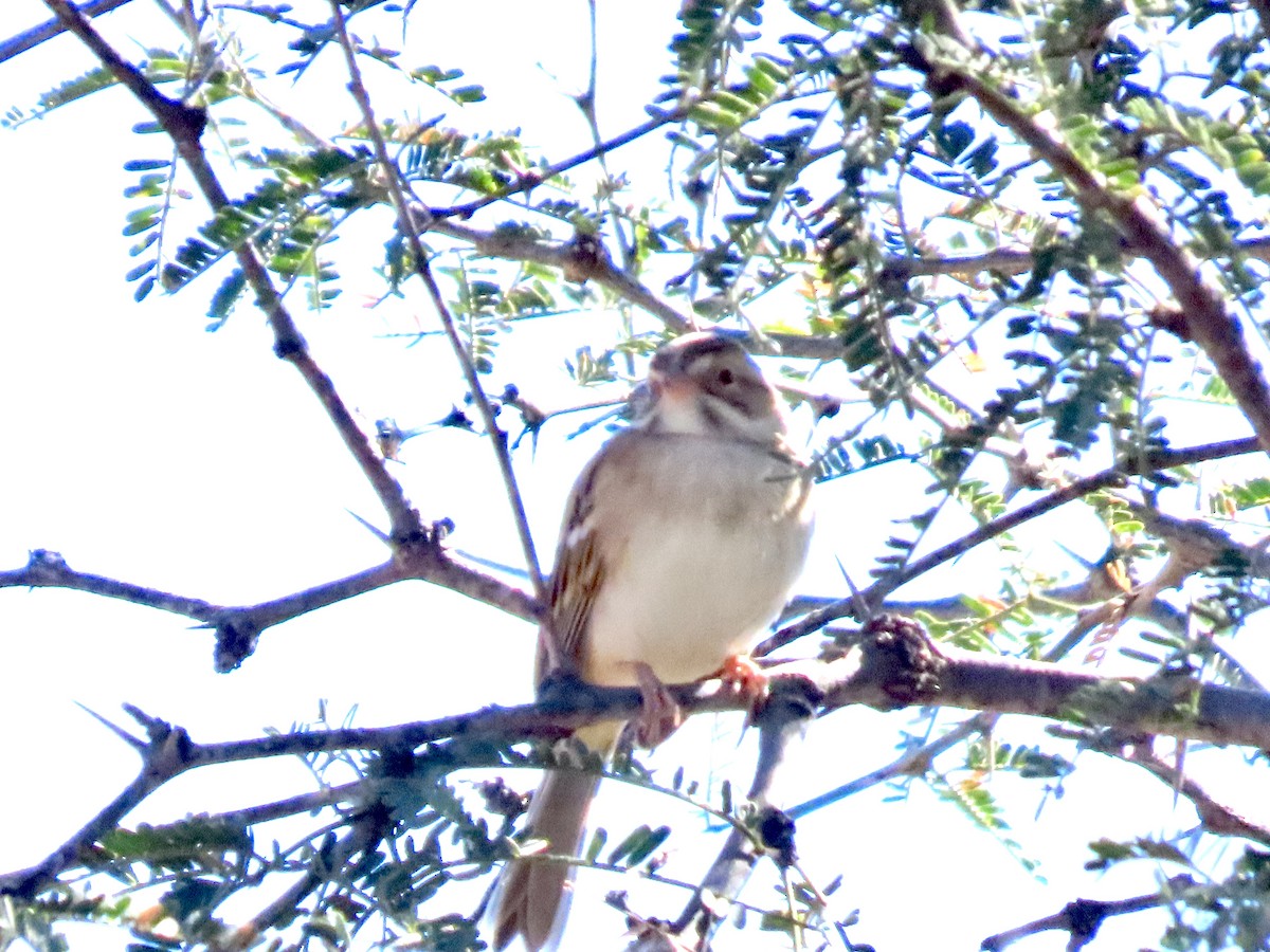 Clay-colored Sparrow - ML644813857