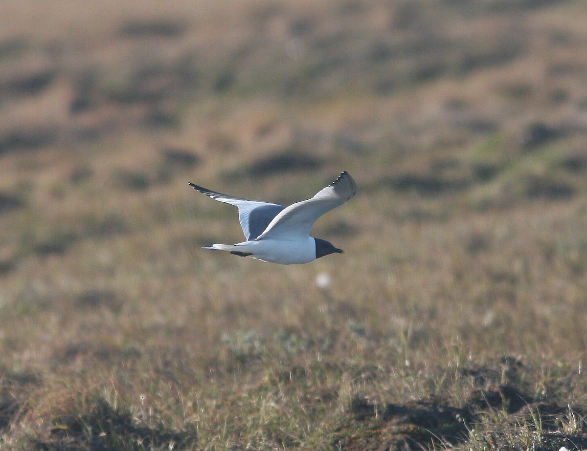 Sabine's Gull - ML644813858