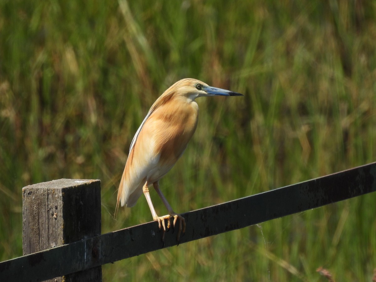 Squacco Heron - ML644813859