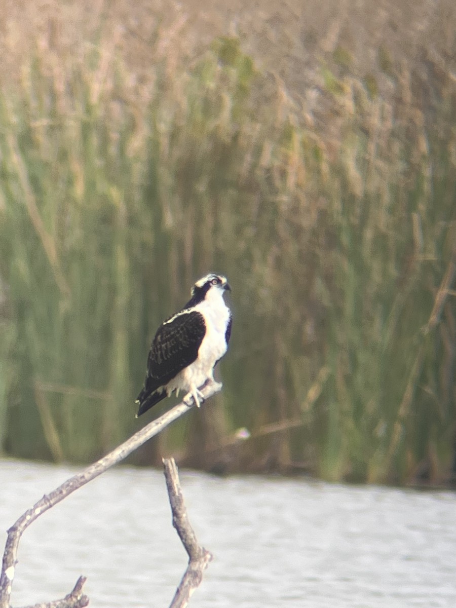 Osprey - ML644813860