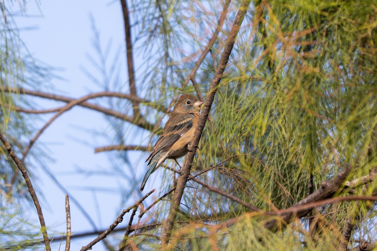 Lazuli Bunting - ML644813869