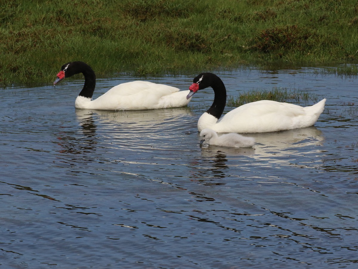 Black-necked Swan - ML644813896