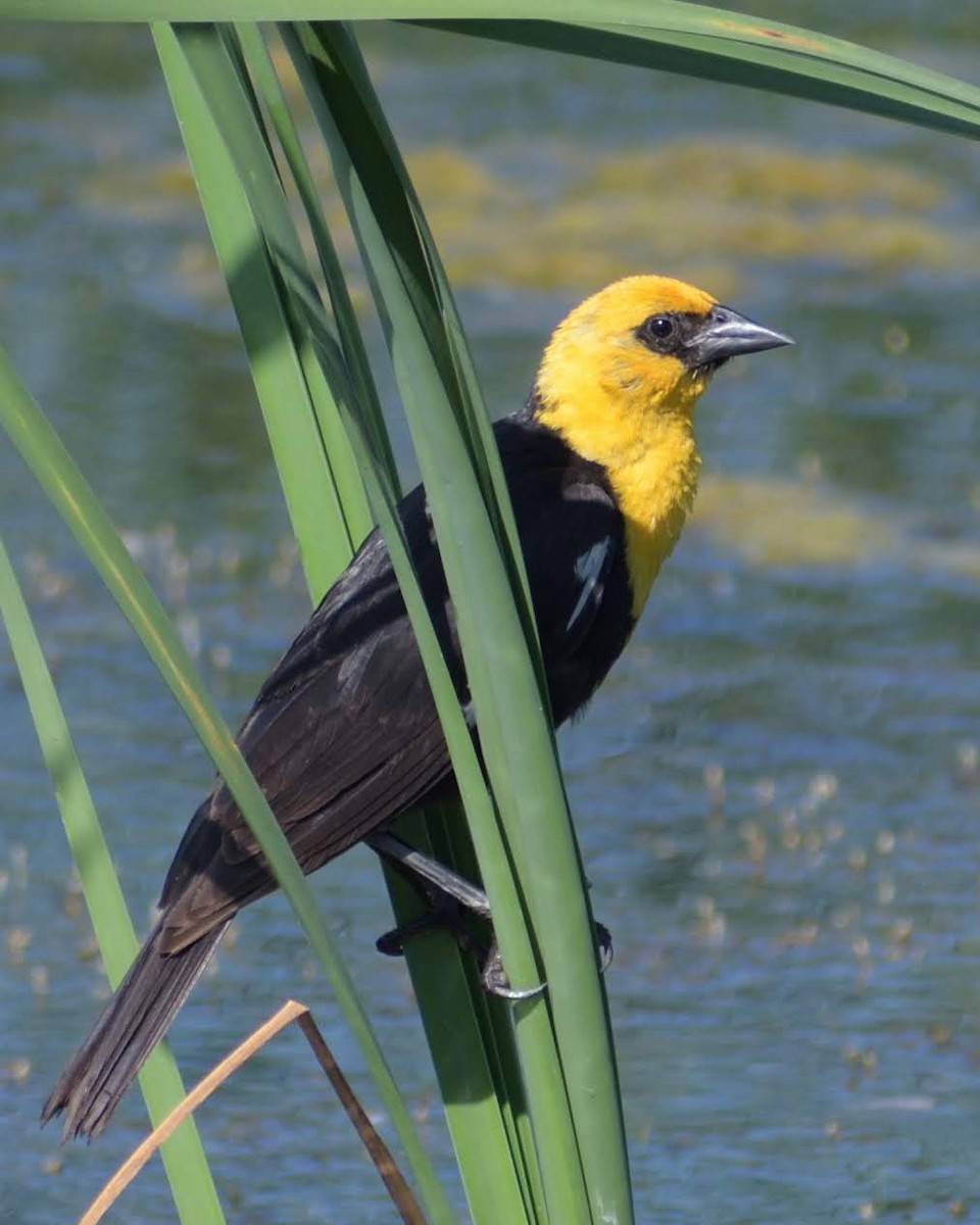 Желтоголовый трупиал - ML644813897