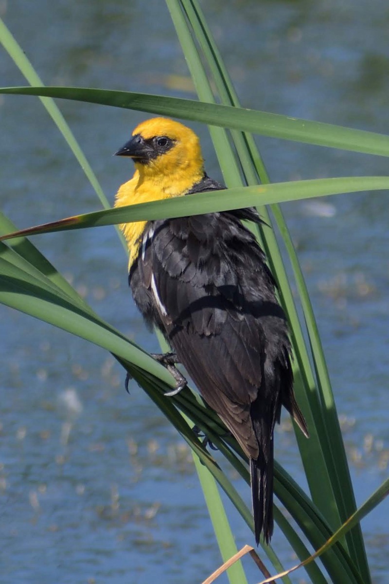 Желтоголовый трупиал - ML644813898