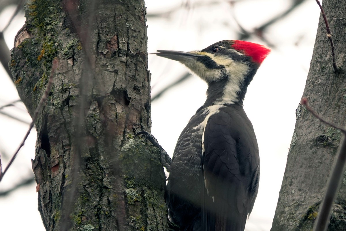 Pileated Woodpecker - ML644813899