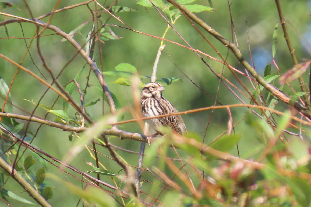 Song Sparrow - ML644813900