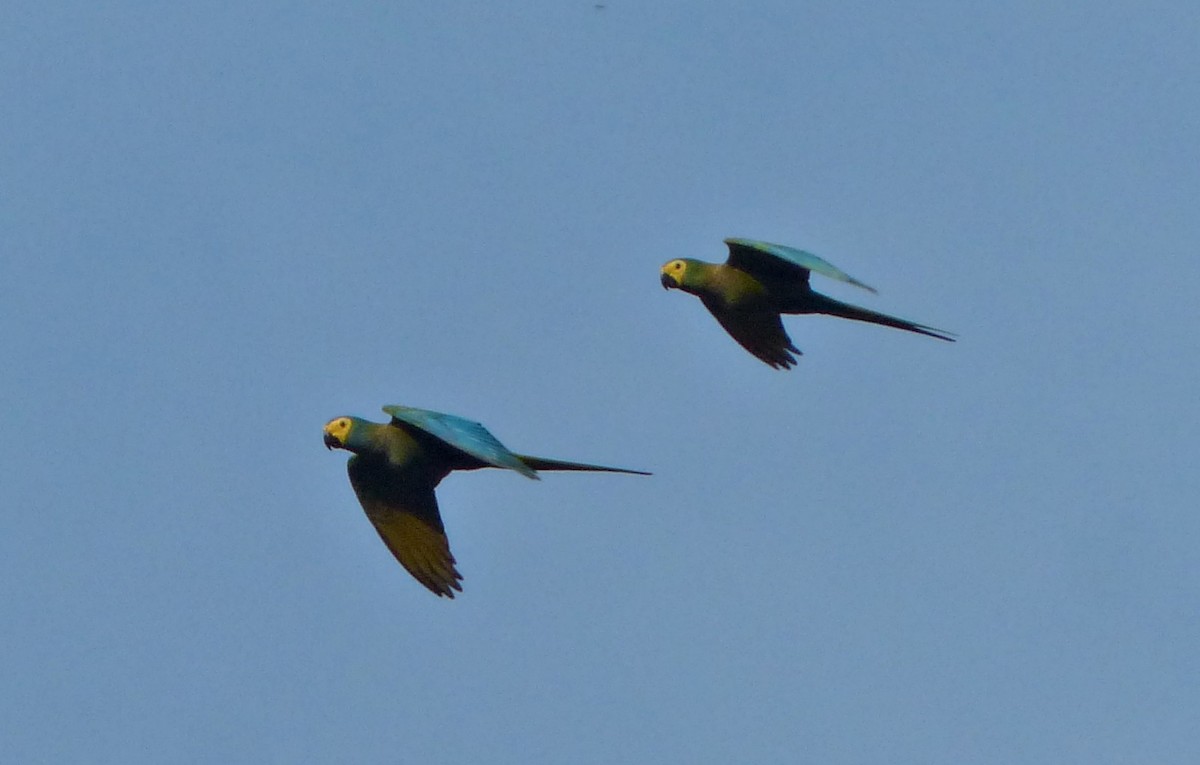 Red-bellied Macaw - ML644813902