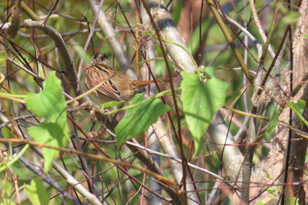 Swamp Sparrow - ML644813907