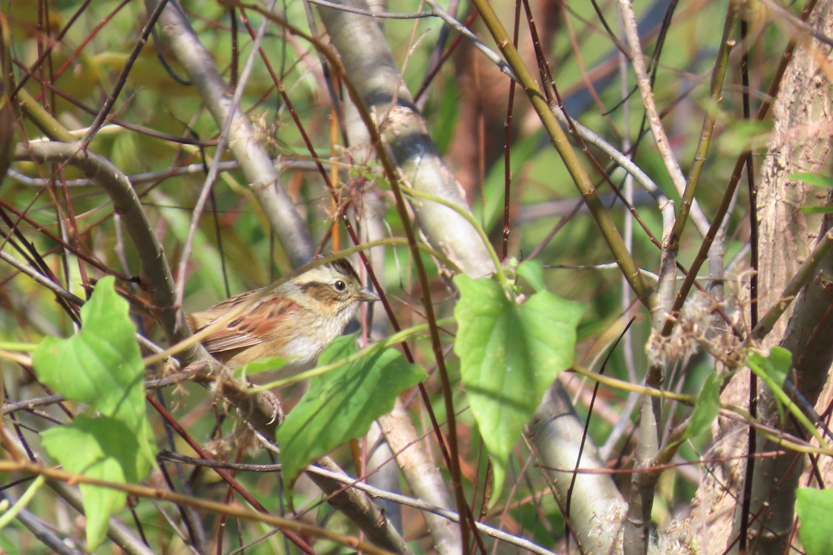 Swamp Sparrow - ML644813908
