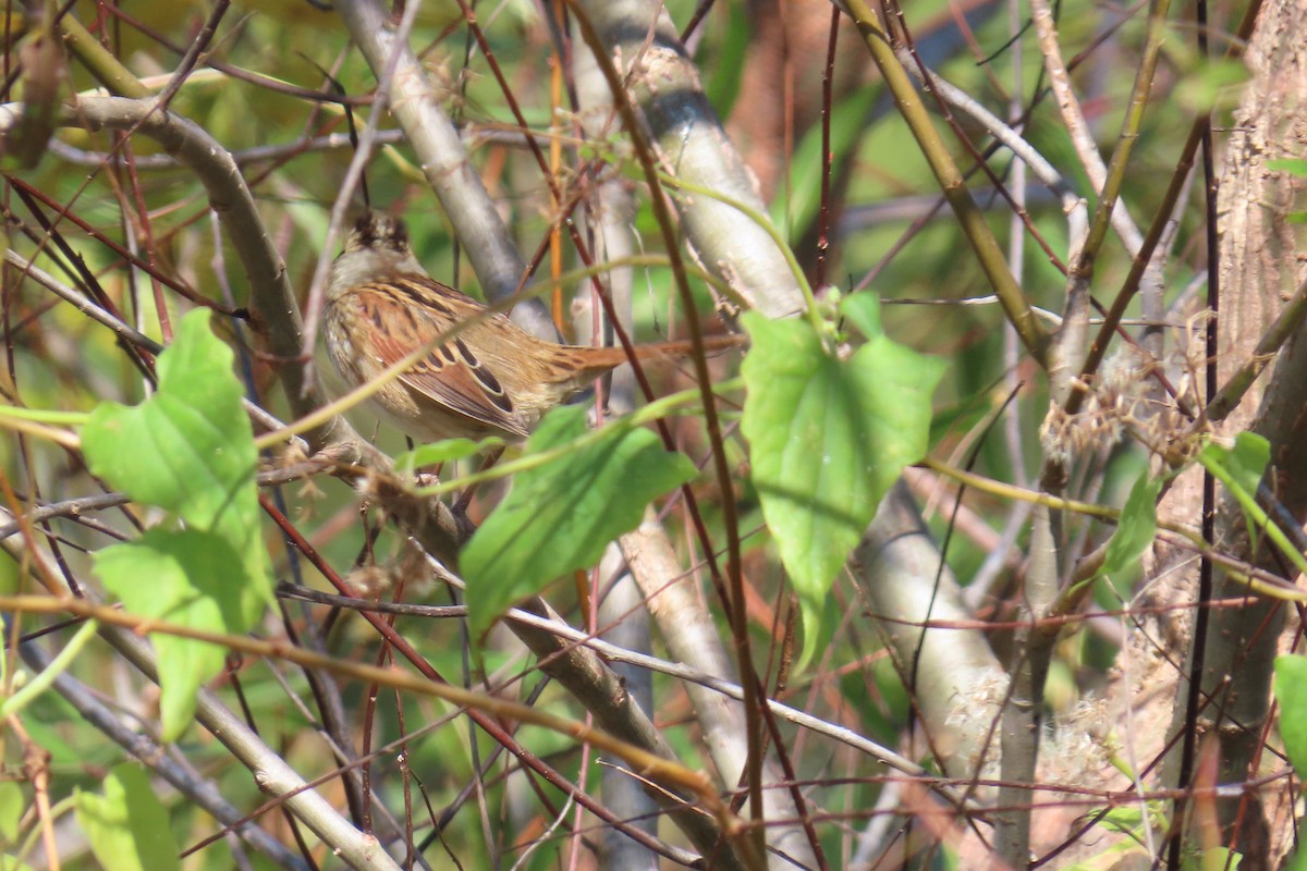 Swamp Sparrow - ML644813909