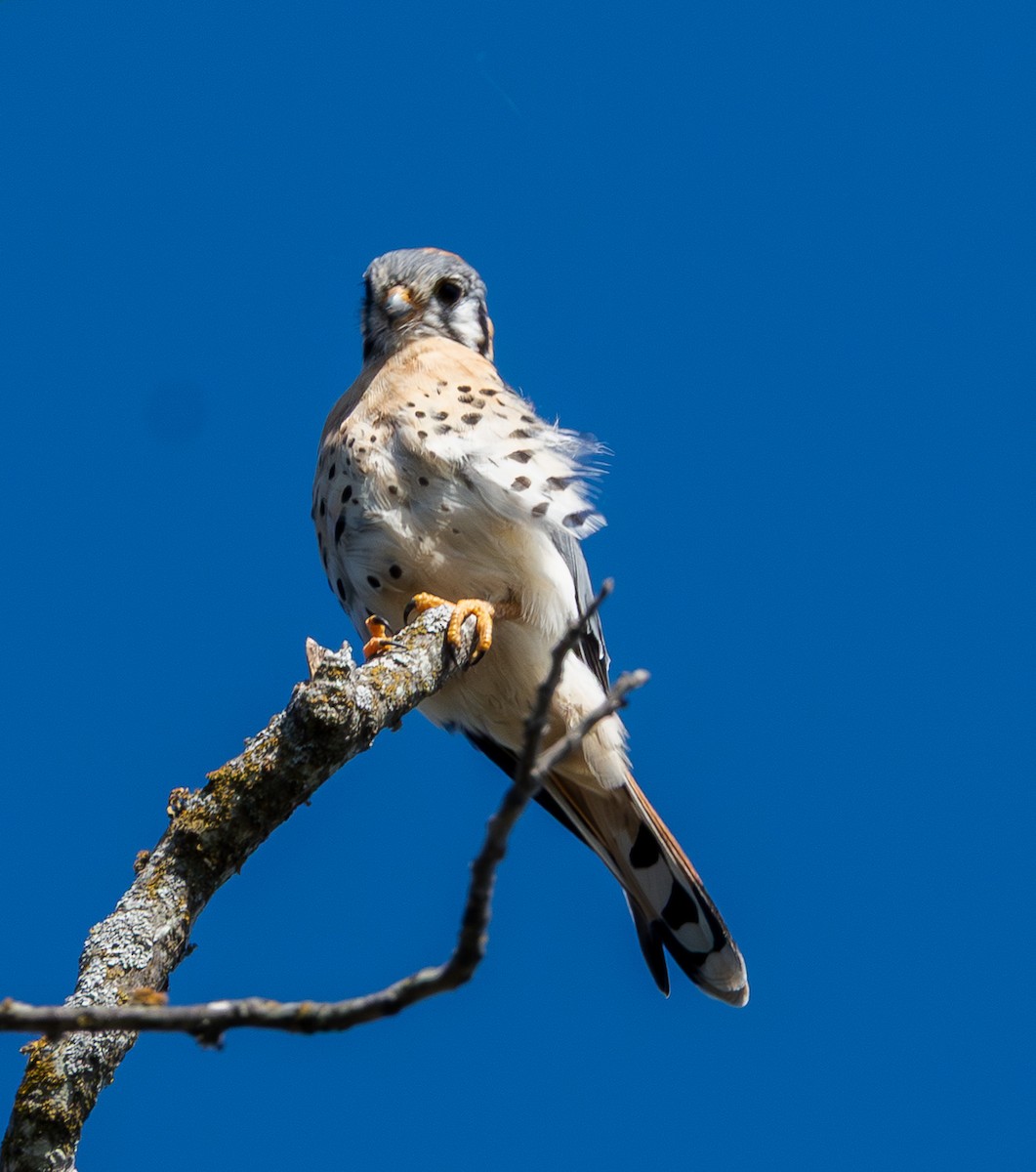 American Kestrel - ML644813911
