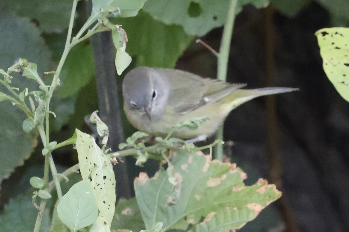 Orange-crowned Warbler - ML644813912