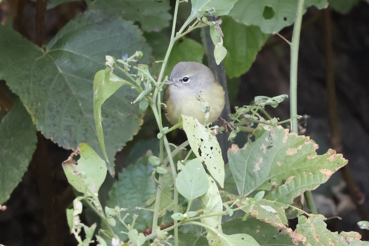 Orange-crowned Warbler - ML644813913