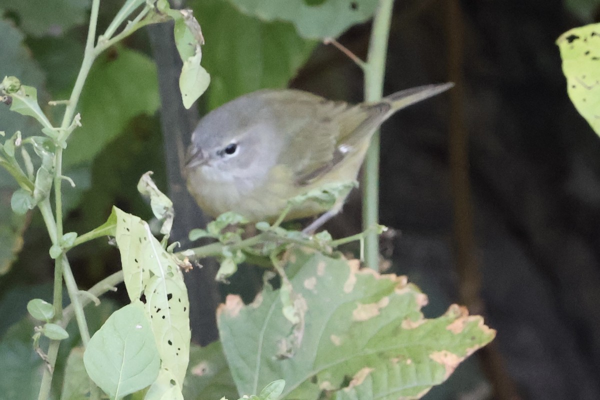 Orange-crowned Warbler - ML644813914