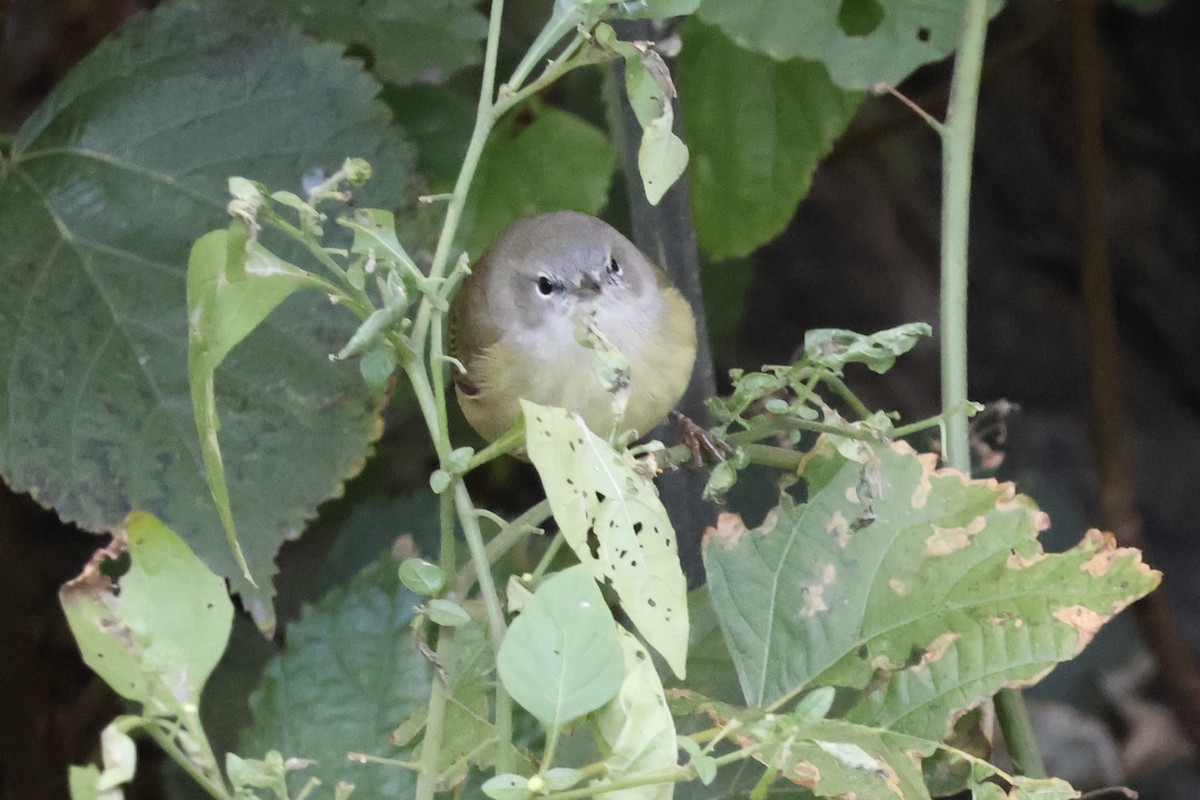 Orange-crowned Warbler - ML644813915