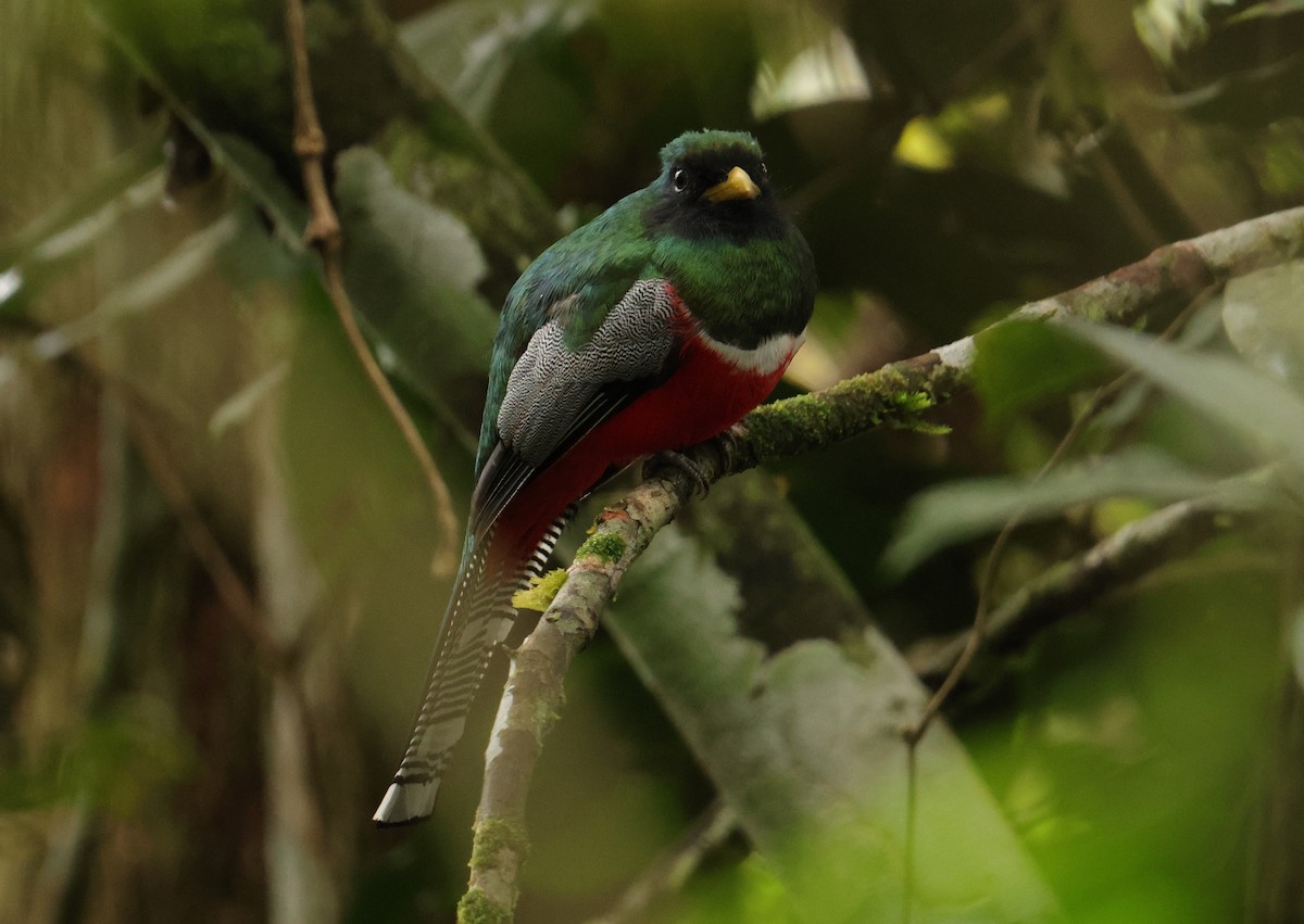 Collared Trogon - ML644813916