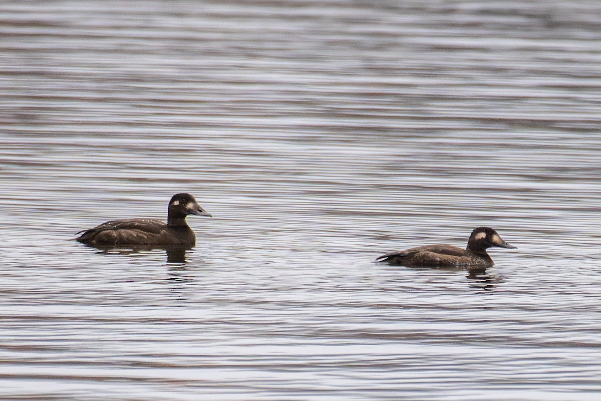 White-winged Scoter - ML644813919