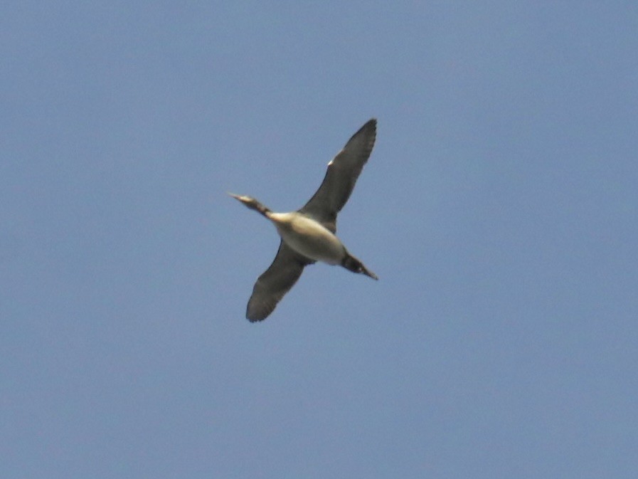 Common Loon - ML644813924