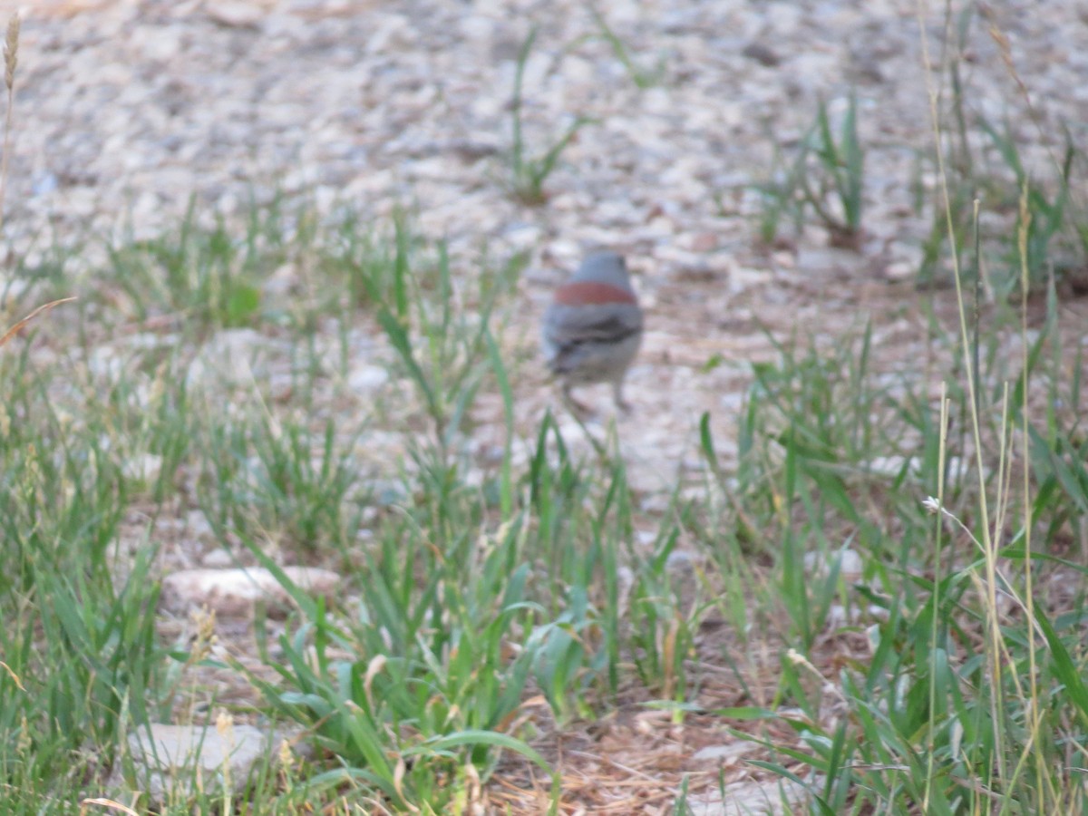 Dark-eyed Junco (Red-backed) - ML644813925