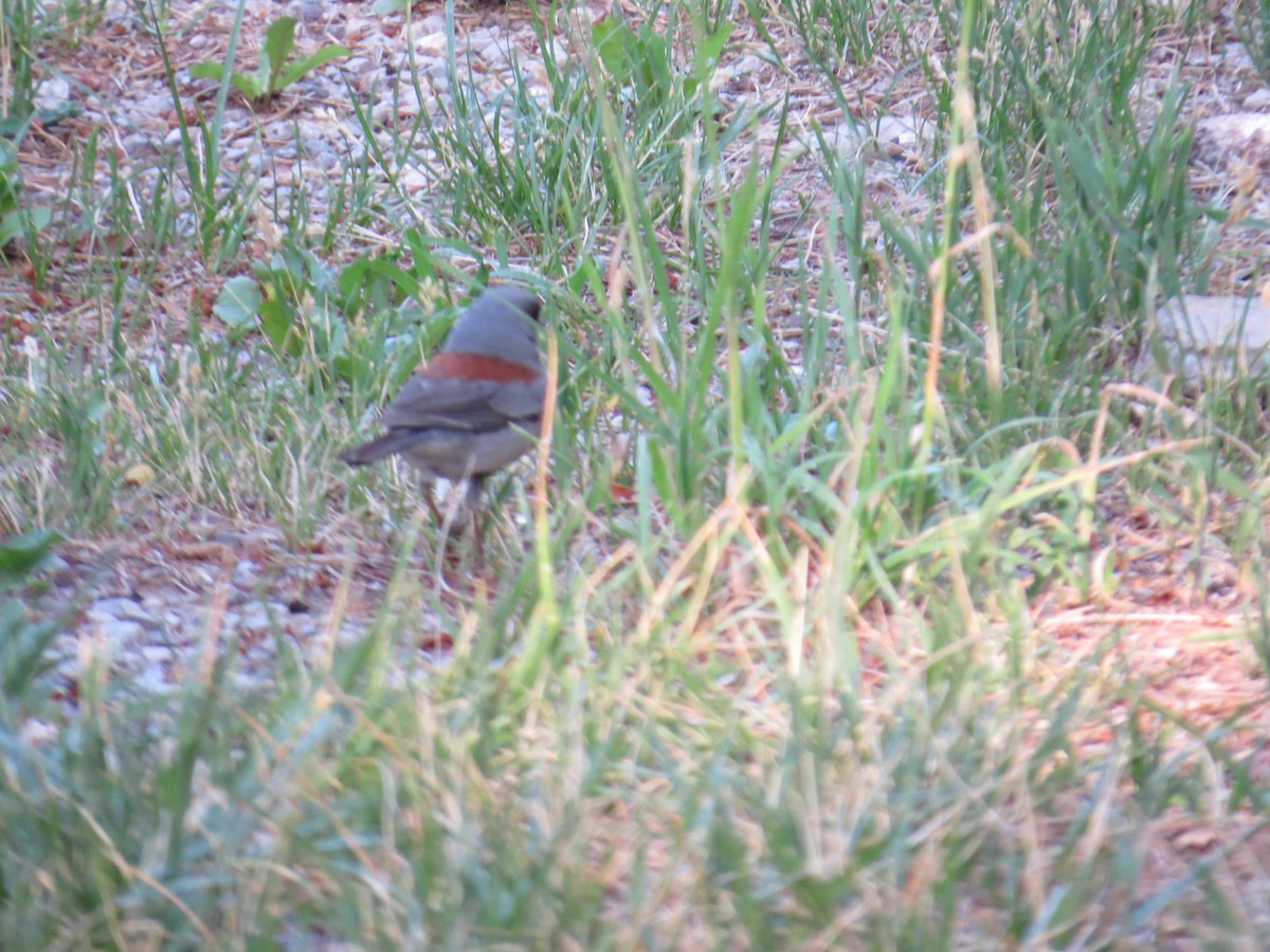 Dark-eyed Junco (Red-backed) - ML644813926