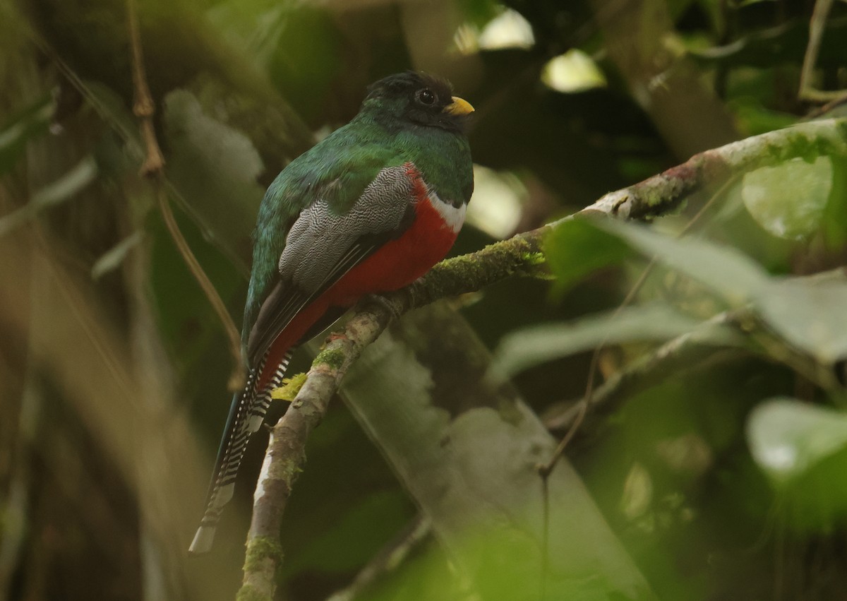 Collared Trogon - ML644813927