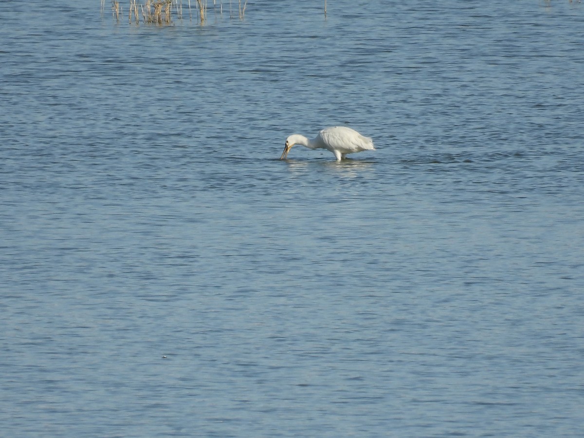 Eurasian Spoonbill - ML644813928