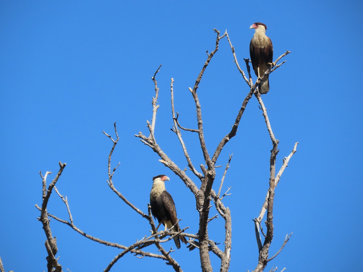 Crested Caracara - ML644813929