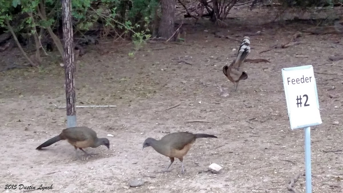 Plain Chachalaca - ML644813930