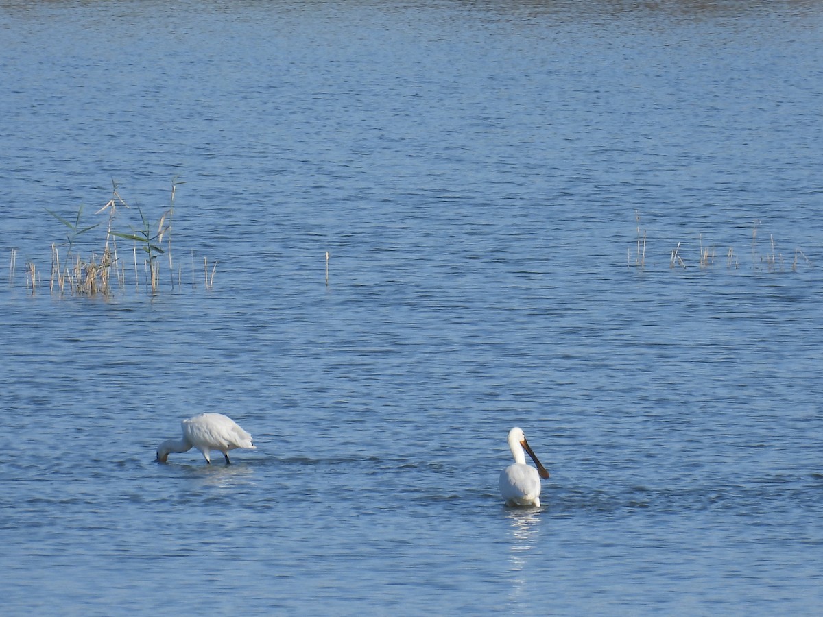 Eurasian Spoonbill - ML644813931